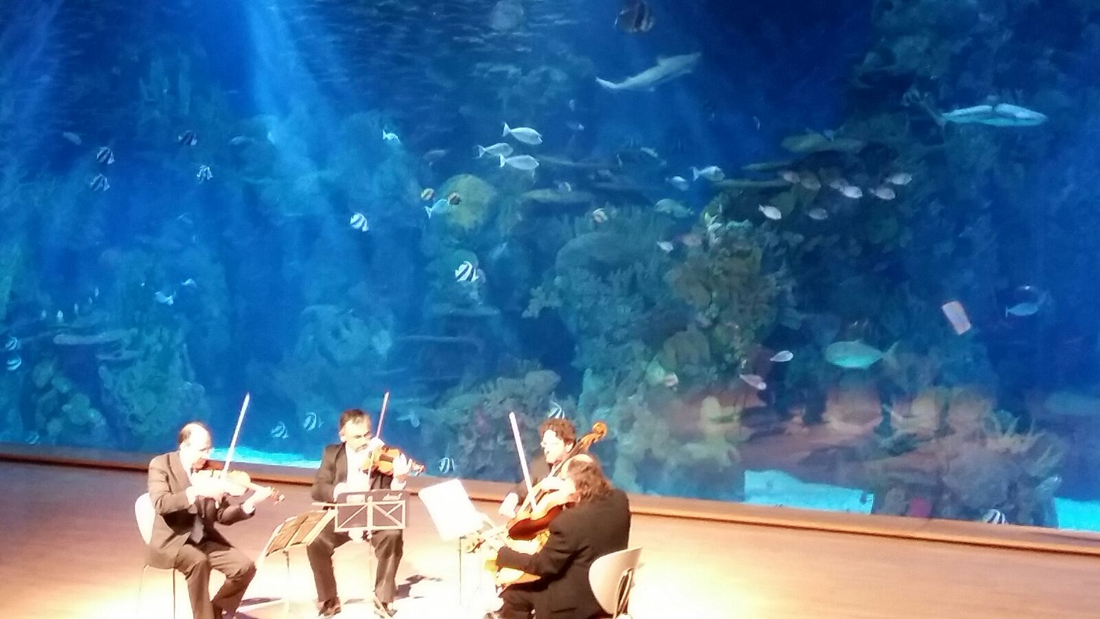 Valencia, Oceaanogràfic, Septiembre 2015
